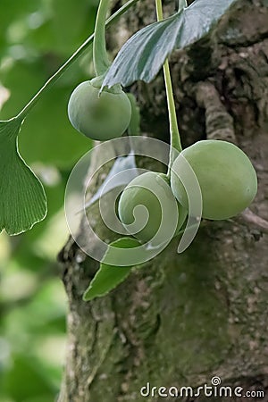 Maidenhair tree Ginkgo biloba, fruits on a tree Stock Photo